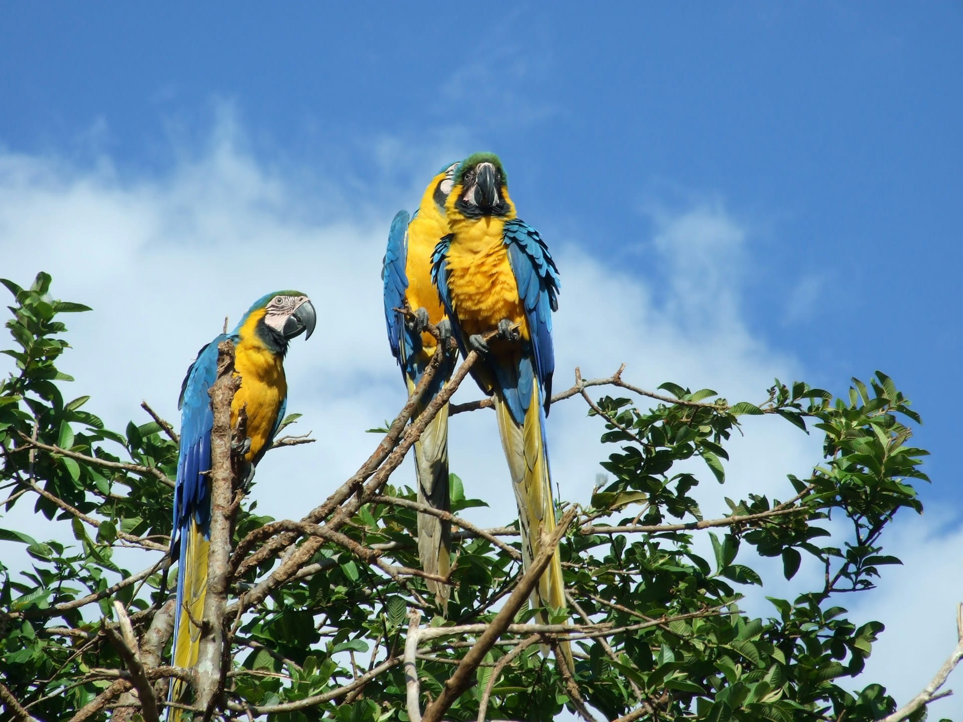 Tour Venezuela Classico